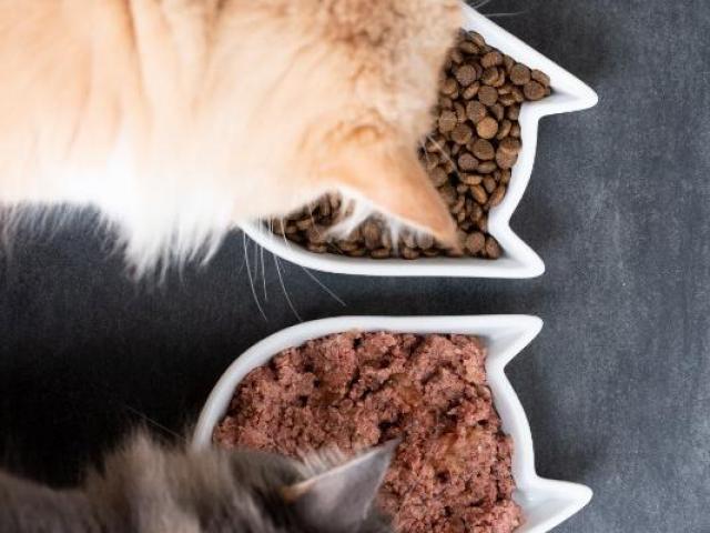 Alimentation pour votre chat
