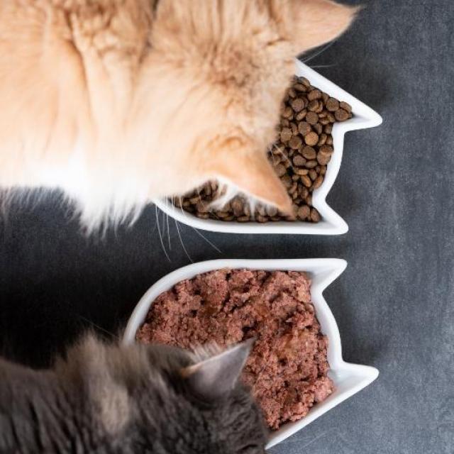 Alimentation pour votre chat